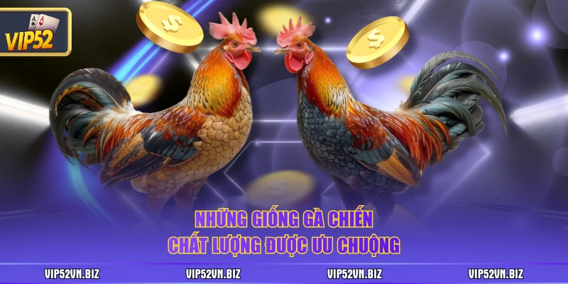 Những giống gà chiến chất lượng được ưu chuộng